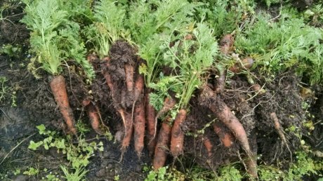 Crunchy, sweet overwintered carrots