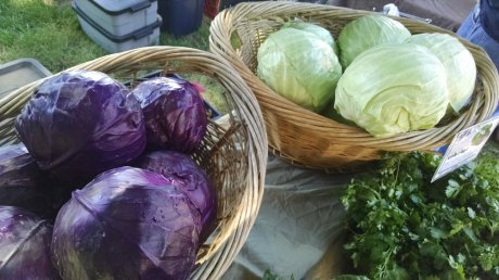 Purple and green cabbage