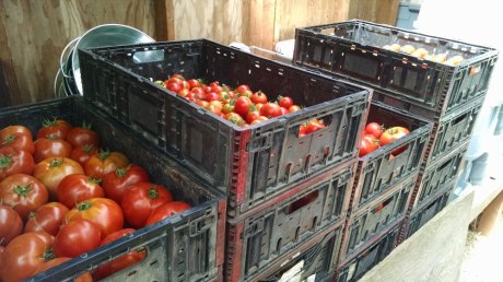 Unsorted tomato stacks