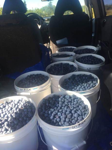 Blueberry haul