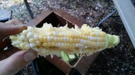 Fresh raw corn is THE BEST!