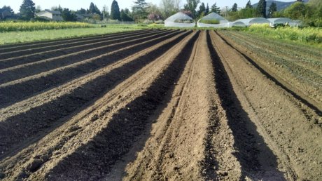 Onion beds awaiting soil amendments