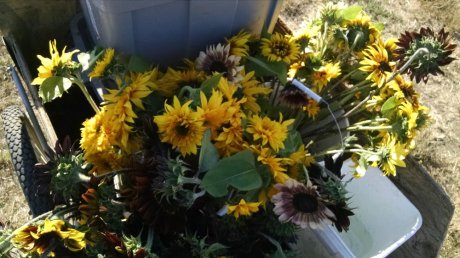 Two full buckets of sunflowers