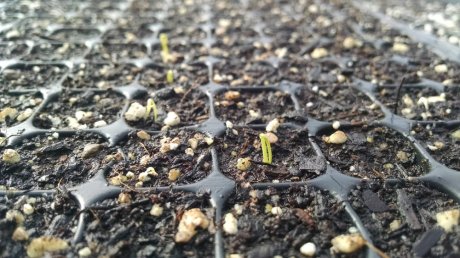 Monocots first sprouting